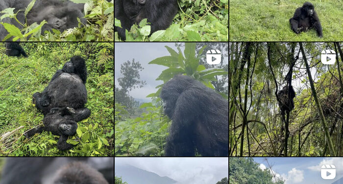 Visit Rwanda launches Instagram citizen science program for mountain gorilla conservation