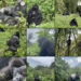 Visit Rwanda launches Instagram citizen science program for mountain gorilla conservation