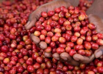 Rwanda to host the World Coffee Forum in 2023