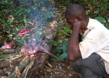 Experts call for strengthened measures against bushmeat hunting in East Africa