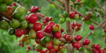 Agro-exports make a turnaround 2021/22