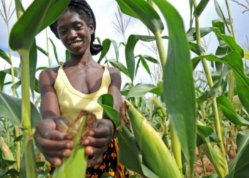 COP27: Activists say hunger, food insecurity rising in Africa driven by climate change