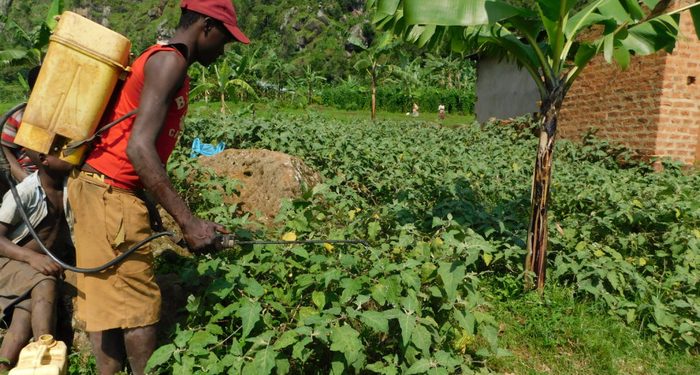 Mass media campaigns can be effective in promoting safer crop pest and disease control -study