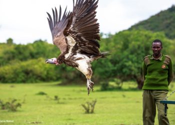 Tackling wildlife poisoning in East Africa 