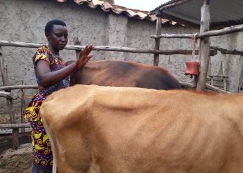 Activities call for animal welfare discussions at Africa Climate Change Summit