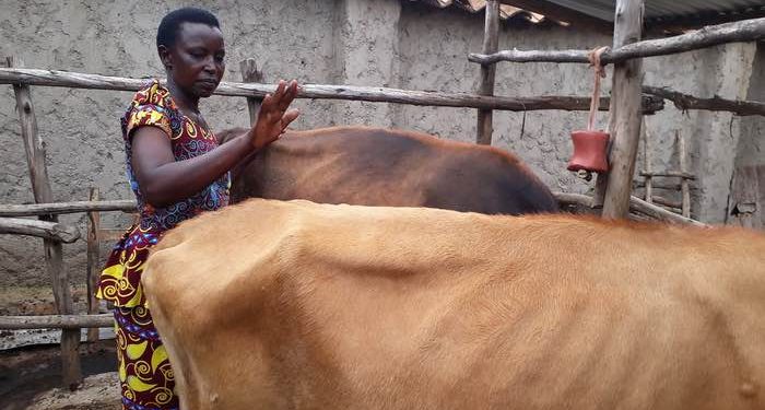 Activities call for animal welfare discussions at Africa Climate Change Summit