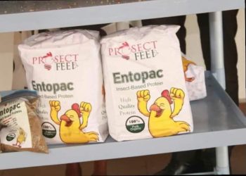 Une startup ghanéenne transforme le secteur de l’élevage par  recours aux connexions de l’Internet des objets