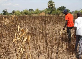 Global warming threatens Africa’s development – UNECA