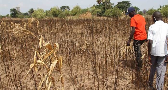 Global warming threatens Africa’s development – UNECA