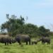 Rwanda, African Parks Launch $1.6 Million Rhino Conservation Drive