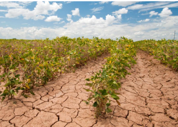 COP30: Gates Foundation’s New Commitment for Smallholder Farmers on the Frontlines of Extreme Weather in Africa