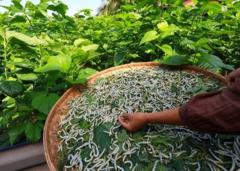 Rwanda’s Sericulture Sector Earns Millions in Exports, NAEB Says
