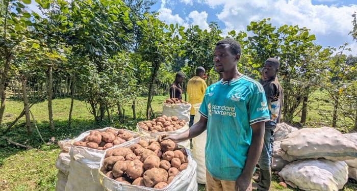 How technology Is enabling Rwanda’s potato farmers defeat middlemen, increase incomes