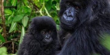 Rwanda’s Gorilla Naming Ceremony Set as Tourism Revenues Rise