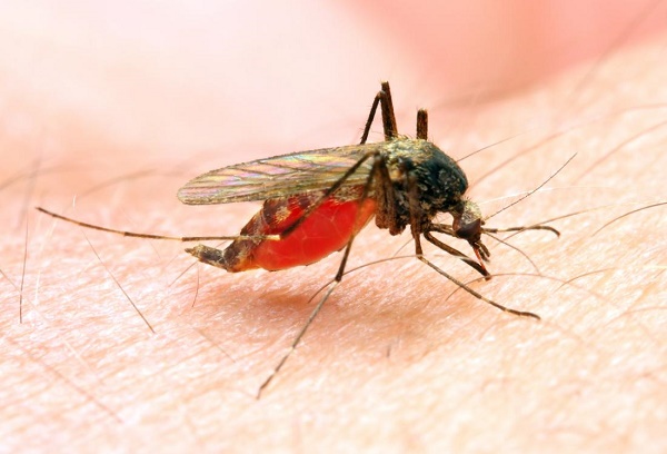 How to Stop Losing the Fight Against Malaria