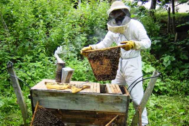 Switching charcoal burning to beekeeping to protect environment