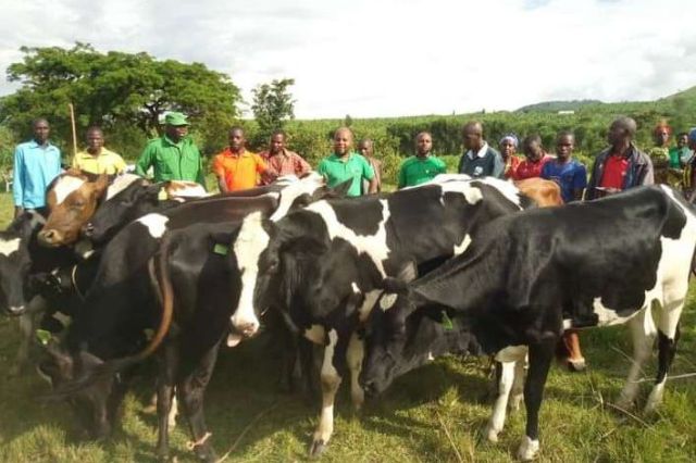 One cow per poor family initiative improving livelihoods in Eastern Rwanda