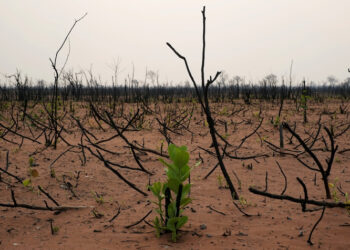 Experts Underline Link Between Climate Change and Biodiversity Ahead of Nairobi Biodiversity Negotiations