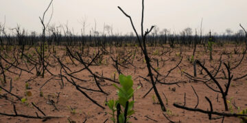 Experts Underline Link Between Climate Change and Biodiversity Ahead of Nairobi Biodiversity Negotiations