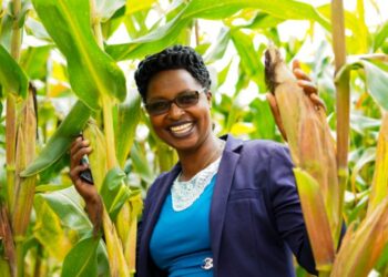 Maize farmers reap greater benefits, thanks to the multi-channel methods