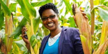 Maize farmers reap greater benefits, thanks to the multi-channel methods