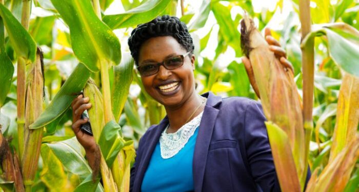 Maize farmers reap greater benefits, thanks to the multi-channel methods