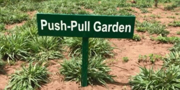 Push-Pull technology, an innovative solution to pest management