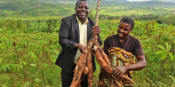 Semi Autotrophic Hydroponic, a solution to rapid multiplication of cassava varieties