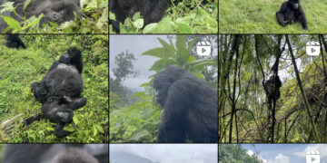Visit Rwanda launches Instagram citizen science program for mountain gorilla conservation