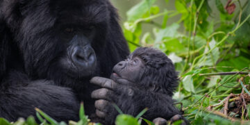 Prince Charles, global leaders and conservationists to name baby mountain gorillas 
