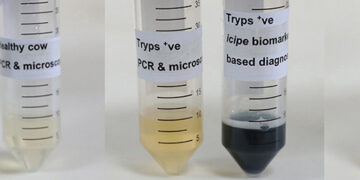 Scientists develop test to diagnose deadly African animal trypanosomosis