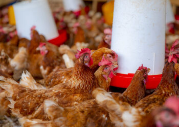 Poultry Africa 2022 conference readies to kick-off in Kigali