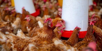 Poultry Africa 2022 conference readies to kick-off in Kigali