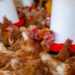 Poultry Africa 2022 conference readies to kick-off in Kigali