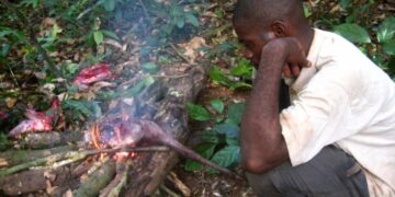 Experts call for strengthened measures against bushmeat hunting in East Africa