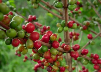 Agro-exports make a turnaround 2021/22