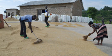 COOPRORIZ Abahuzabikorwa: Boosting rice production in Kamonyi