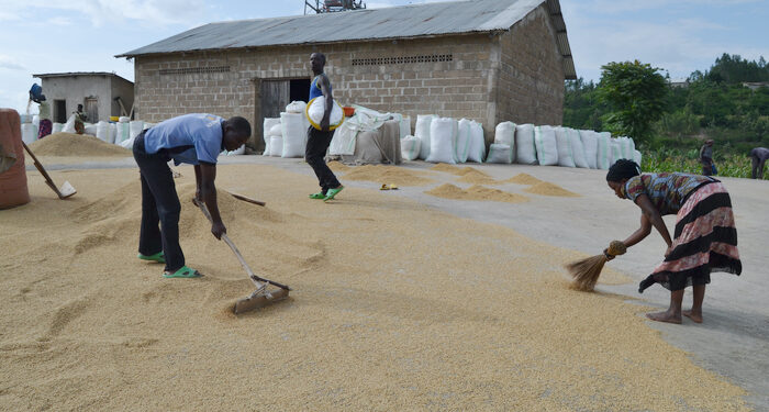 COOPRORIZ Abahuzabikorwa: Boosting rice production in Kamonyi