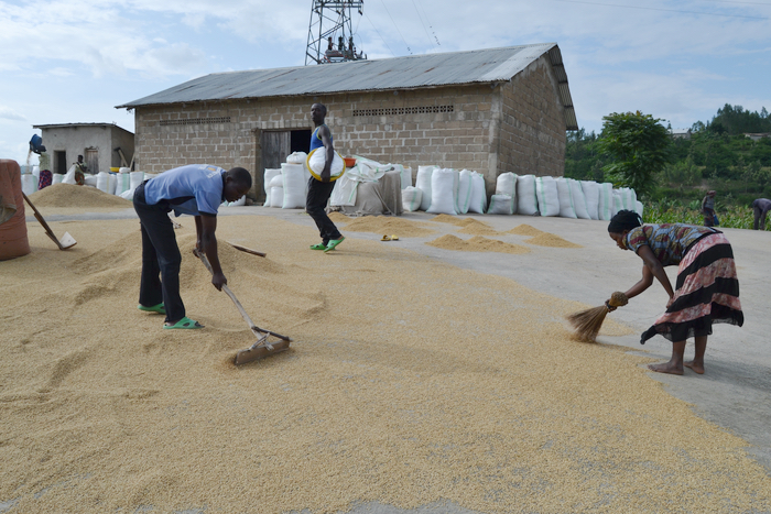 COOPRORIZ Abahuzabikorwa: Boosting rice production in Kamonyi