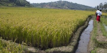 Cooproriz Rusuli Rwamuginga Cyarubare:  Paving way for members’ wellbeing