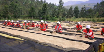 UNICOOPAGI enhance firm–farm relationship in wheat production