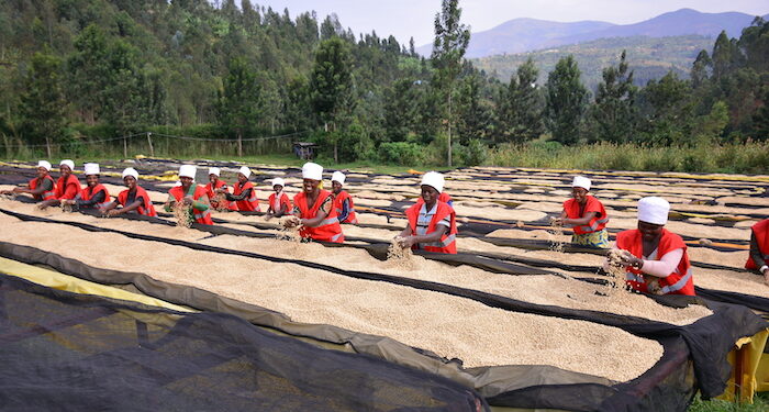 UNICOOPAGI enhance firm–farm relationship in wheat production