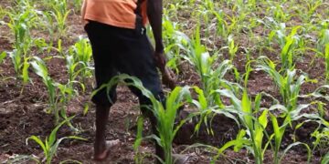 Human urine turned into ‘gold’ to boost agricultural productivity in Rwanda