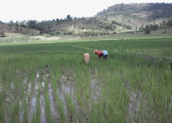 Coriru Coperative reaps big for Huye rice farmers
