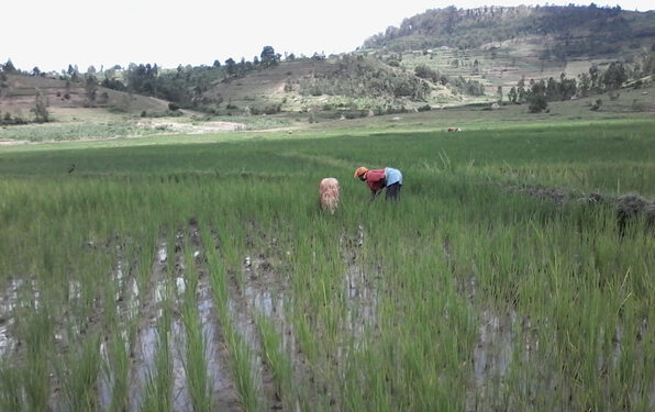 Coriru Coperative reaps big for Huye rice farmers