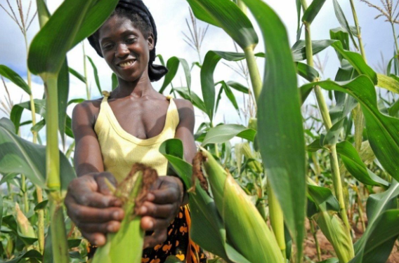 COP27: Activists say hunger, food insecurity rising in Africa driven by climate change