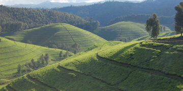 Kobacyamu enhancing standards of tea growers
