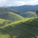 Kobacyamu enhancing standards of tea growers