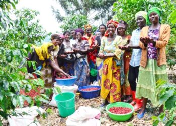 The Villageois Umucyagi improve livelihoods of tea growers