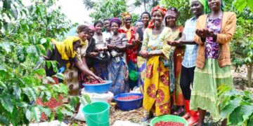 The Villageois Umucyagi improve livelihoods of tea growers